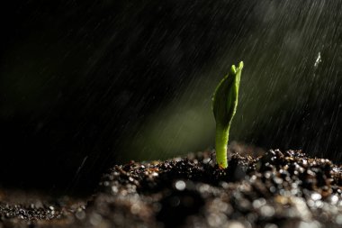 Sprinkling water on green seedling growing in soil, closeup