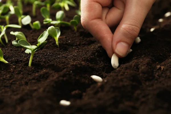 Vrouw Planten Bonen Vruchtbare Grond Close Plantaardige Zaden — Stockfoto