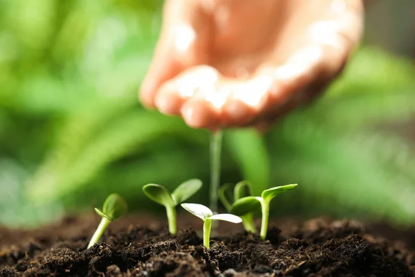 Woman Pouring Water Soil Focus Seedlings — 스톡 사진