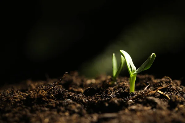 Kleine Groene Zaailingen Groeien Bodem Close — Stockfoto