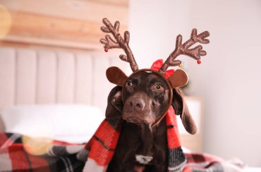Evde yatakta ren geyiği saç bandı takmış şirin bir köpek. Noel kutlaması
