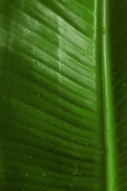 Arka planda su damlaları olan taze yeşil muz yaprağı, yakın plan. Tropikal yapraklar