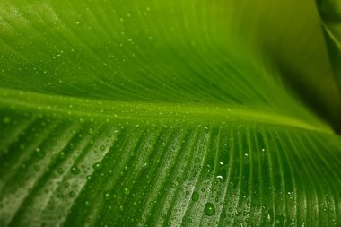 Arka planda su damlaları olan taze yeşil muz yaprağı, yakın plan. Tropikal yapraklar