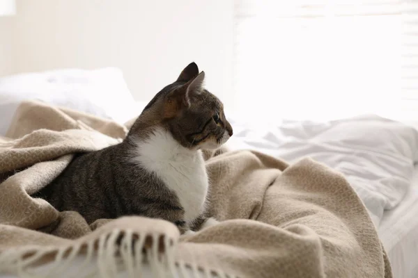 Schattige Kat Onder Plaid Bed Thuis — Stockfoto