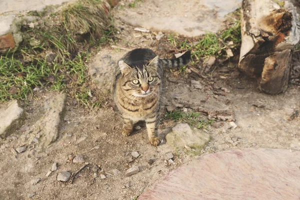 Gato Solitário Vadio Livre Problema Dos Sem Abrigo Para Animais — Fotografia de Stock