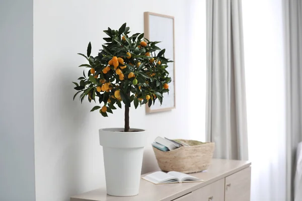 Pohon Kumquat Dengan Buah Matang Dalam Ruangan Desain Interior — Stok Foto