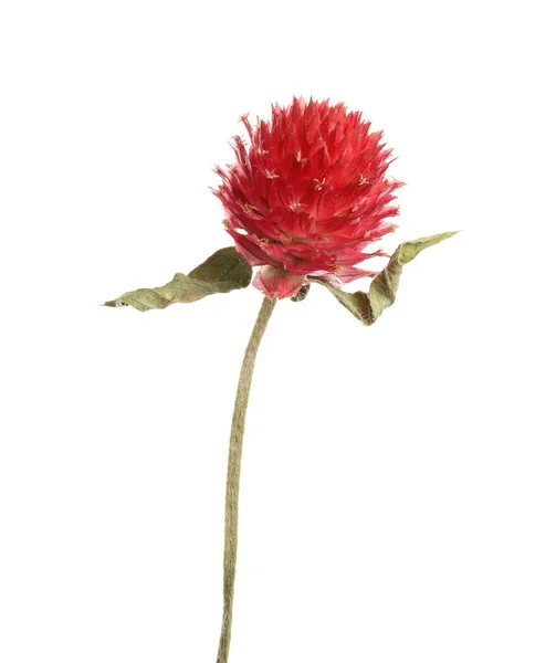 Beautiful Red Gomphrena Flower Isolated White — Stock Photo, Image