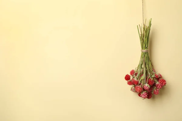 Banda Pięknych Suszonych Kwiatów Beżowym Tle Miejsce Tekst — Zdjęcie stockowe