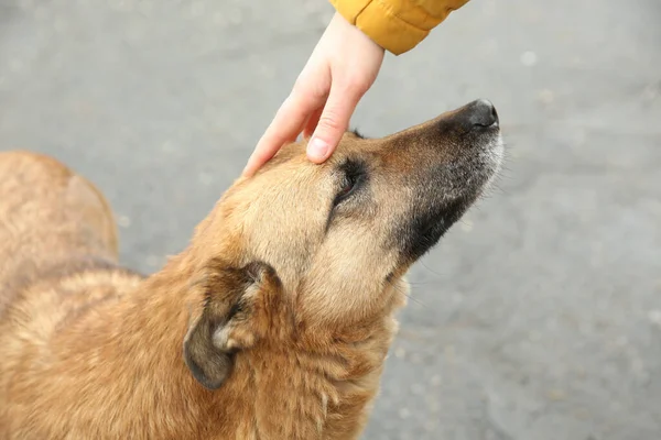 Kobieta Głaskająca Bezdomnego Psa Ulicy Zbliżenie Opuszczone Zwierzę — Zdjęcie stockowe