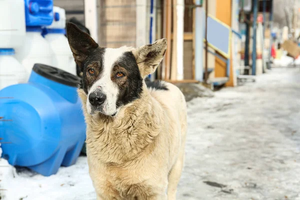 Cane Senzatetto Strada Inverno Animali Abbandonati — Foto Stock