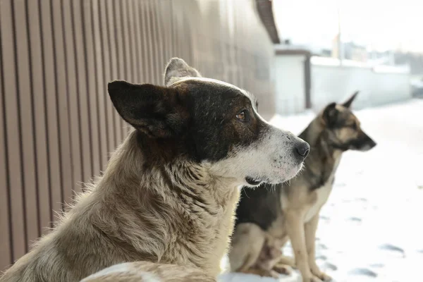 Cani Senzatetto Strada Animali Abbandonati — Foto Stock