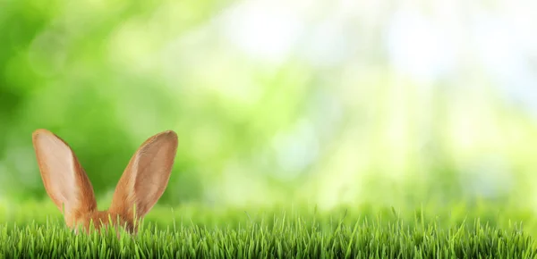 Cute Easter Bunny Hiding Green Grass Outdoors Space Text Banner — Stock Photo, Image