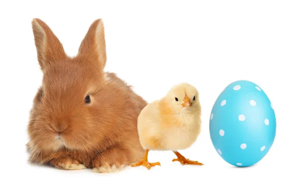 Sevimli Tavşan Yavru Civciv Beyaz Arka Planda Parlak Paskalya Yumurtası — Stok fotoğraf