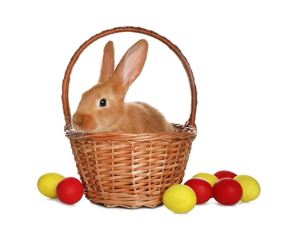 Adorable Furry Easter Bunny Wicker Basket Dyed Eggs White Background — Stock Photo, Image