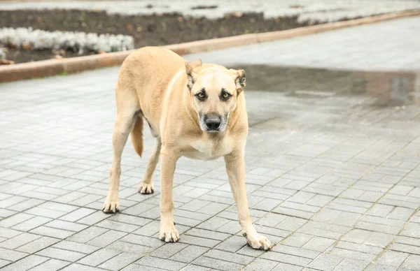 Бездомная Собака Городской Улице Заброшенное Животное — стоковое фото