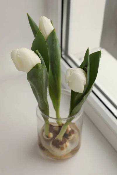 Hermosos Tulipanes Con Bulbos Alféizar Ventana Interiores — Foto de Stock