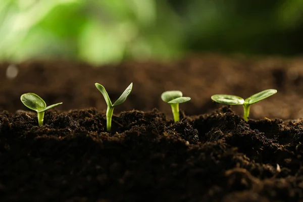 Pequeñas Plántulas Verdes Que Crecen Suelo Primer Plano — Foto de Stock