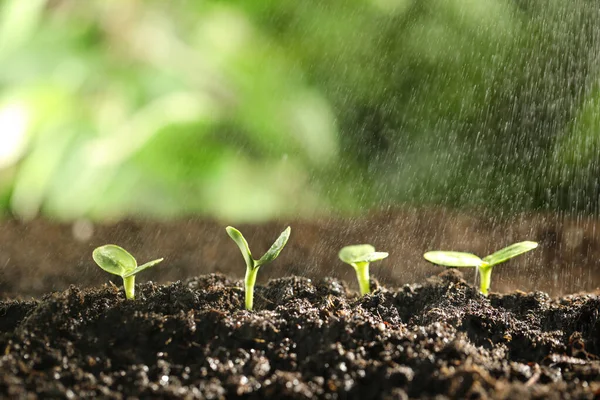 Strö Vatten Gröna Plantor Som Växer Jorden Närbild — Stockfoto