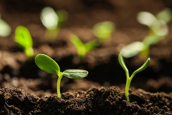 Kleine Grüne Sämlinge Die Der Erde Wachsen Nahaufnahme — Stockfoto