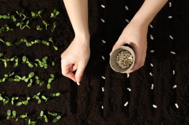 Kadın verimli toprağa beyaz fasulye ekiyor, yakın plan. Sebze tohumları