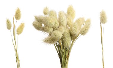 Dekoratif kuru çiçeklerle beyaz arkaplanda, pankart tasarımı 