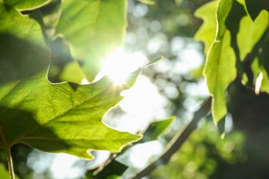 Güneşli bir günde yeşil yapraklı ağaç dalı