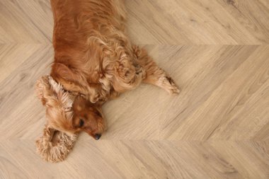 Tatlı Cocker Spaniel köpeği sıcak zeminde yatıyor, üst manzara. Isıtma sistemi