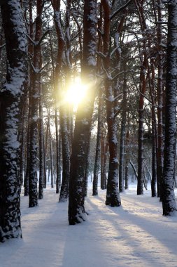 Güzel karlı ormanın kış sabahı manzarası.