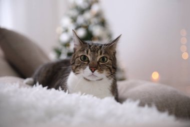 Noel için dekore edilmiş şirin bir kedi.