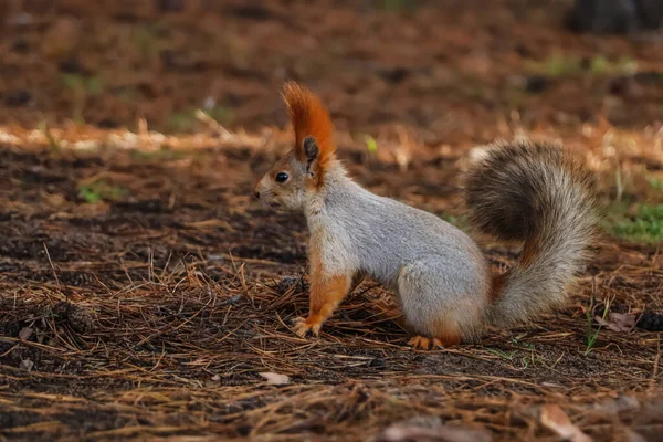 Cute Red Squirrel Ground Forest — Stock Photo, Image