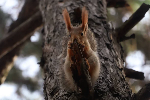 Cute Red Squirrel Eating Nut Tree Forest — Stock Photo, Image