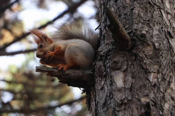 Cute Red Squirrel Eating Nut Tree Forest — Stock Photo, Image