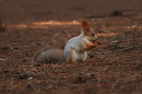 Cute Red Squirrel Nut Forest — Stock Photo, Image