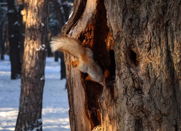 Cute Squirrel Tree Hollow Outdoors Winter Forest — Stock Photo, Image