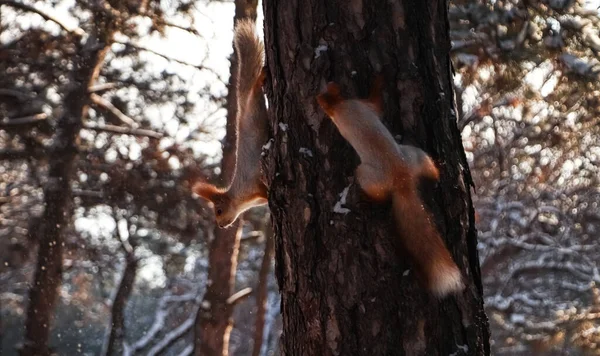 Cute Squirrels Pine Tree Winter Forest — Stock Photo, Image