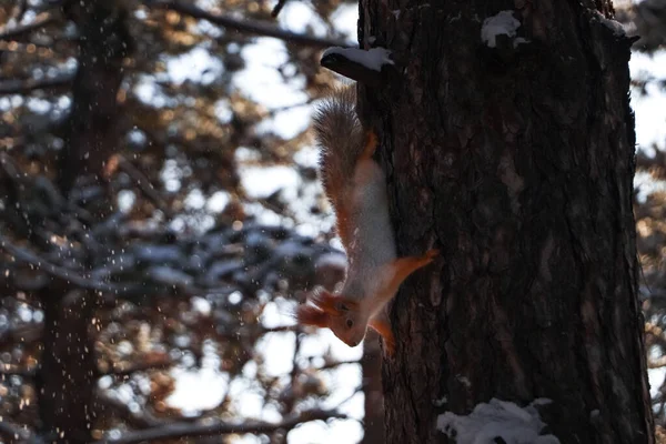 Cute Squirrel Pine Tree Winter Forest — Stock Photo, Image