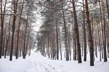 Kışın karla kaplı güzel bir orman.