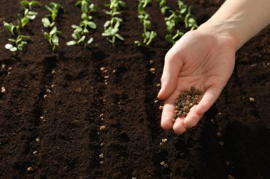 Bereketli toprağa pancar tohumu eken kadın, yakın plan. Sebze yetiştiriyorum.