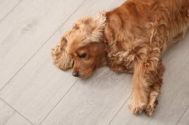 Tatlı Cocker Spaniel köpeği sıcak zeminde yatıyor, üst manzara. Isıtma sistemi