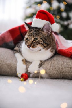 Noel Baba şapkası takan sevimli kedi Noel için süslenmiş odada ekoseyle kaplanmış.