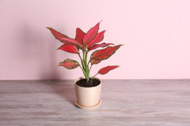 Beautiful Aglaonema plant in pot on wooden table against pink background. House decor clipart