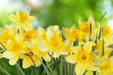 Güneşli bir günde açık havada güzel bahar çiçekleri 