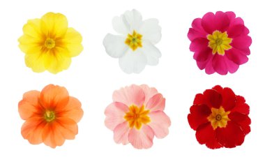 Beyaz arka planda farklı güzel primula (primrose) çiçekleri, pankart tasarımı. Bahar çiçekleri.