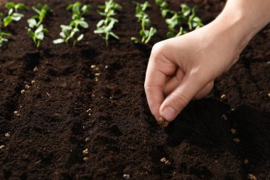 Kadın verimli toprağa pancar tohumu ekiyor, yazı için yer var. Sebze yetiştiriyorum.