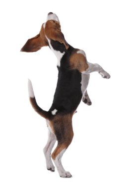 Beyaz arka planda sevimli bir Beagle köpeği. Sevimli hayvan.