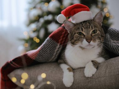Noel Baba şapkası takan sevimli kedi Noel için süslenmiş odada ekoseyle kaplanmış.