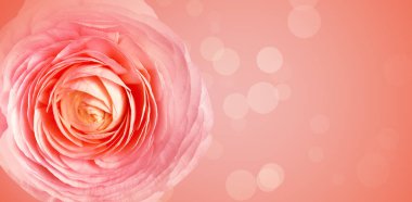 Renkli arka planda güzel çiçek, metin için boşluk. Çiçek kart tasarımı 