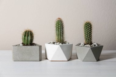 Güzel tropikal kaktüsler beyaz ahşap masadaki saksılarda yetişir. Ev dekorasyonu