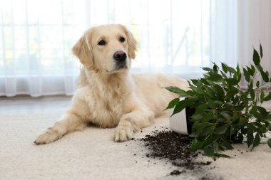 Sevimli Golden Retriever köpeği evdeki hafif halıda devrilmiş ev bitkisinin yanında.