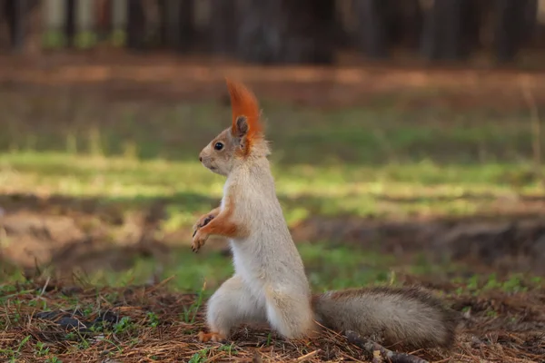 Cute Red Squirrel Ground Forest — Stock Photo, Image